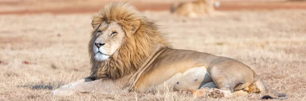 Leão Macho Branco África Sul Incrível Animal Savana — Fotografia de Stock