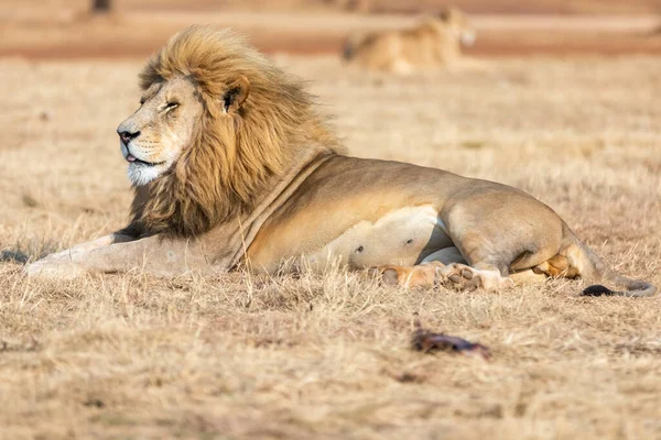 Weiße Löwenmännchen Südafrika Erstaunliches Tier Der Savanne — Stockfoto