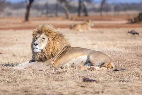南アフリカの白い雄ライオン サバンナでの素晴らしい動物 — ストック写真