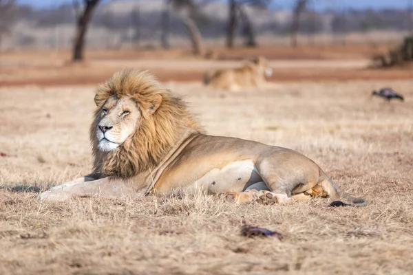 Weiße Löwenmännchen Südafrika Erstaunliches Tier Der Savanne — Stockfoto