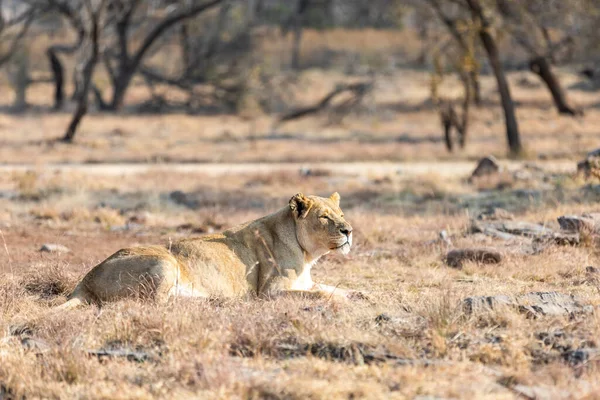 Löwin Beim Essen Südafrika Afrika — Stockfoto