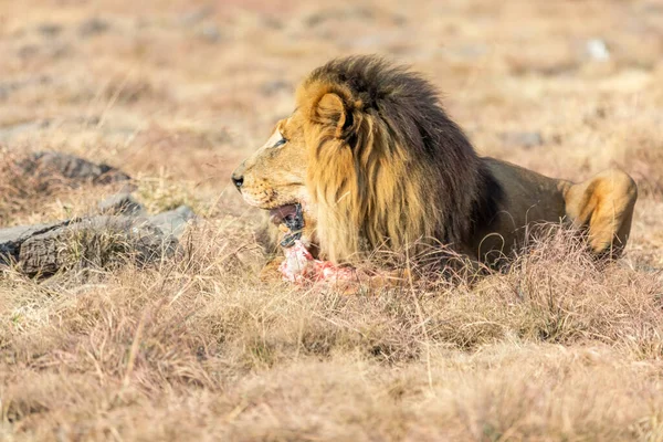 Comer León Masculino Savanna Sudáfrica —  Fotos de Stock