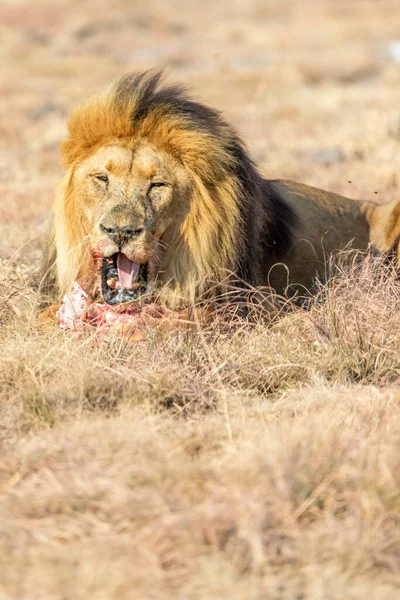 Άνδρας Lion Τρώγοντας Savanna Στη Νότια Αφρική — Φωτογραφία Αρχείου