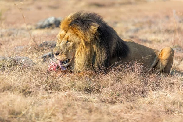 Männliche Löwen Fressen Savanne Südafrika — Stockfoto