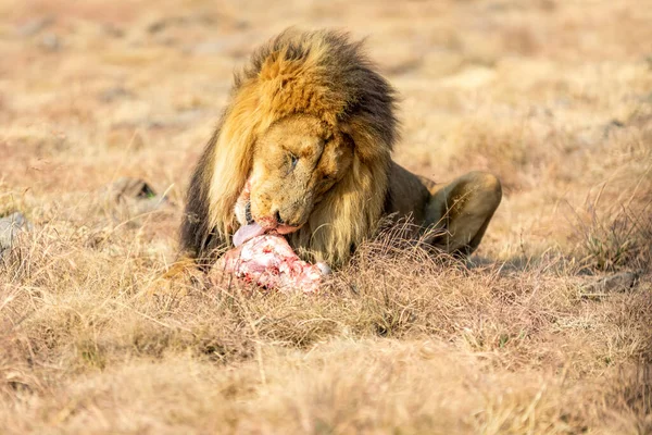 Homme Lion Eating Savane Afrique Sud — Photo