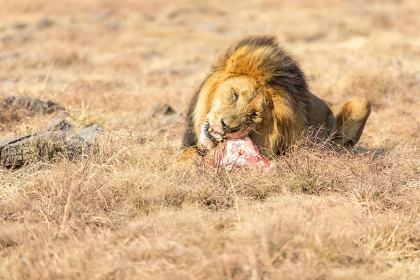 Comer León Masculino Savanna Sudáfrica —  Fotos de Stock