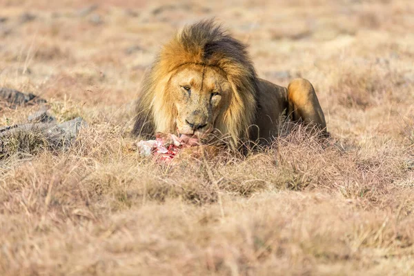 Comer León Masculino Savanna Sudáfrica —  Fotos de Stock