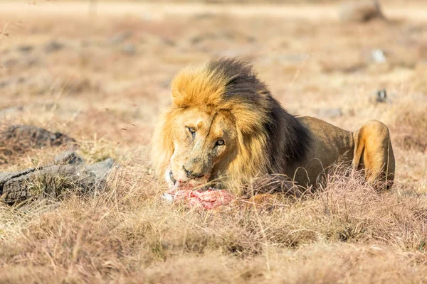 Homme Lion Eating Savane Afrique Sud — Photo