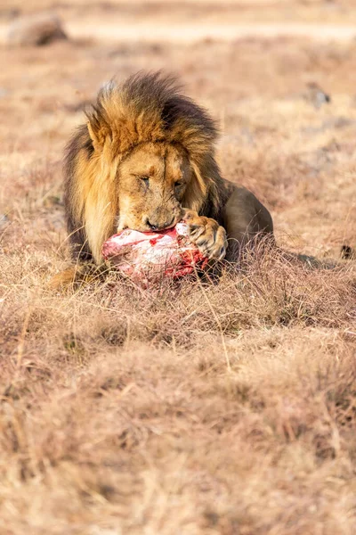Άνδρας Lion Τρώγοντας Savanna Στη Νότια Αφρική — Φωτογραφία Αρχείου