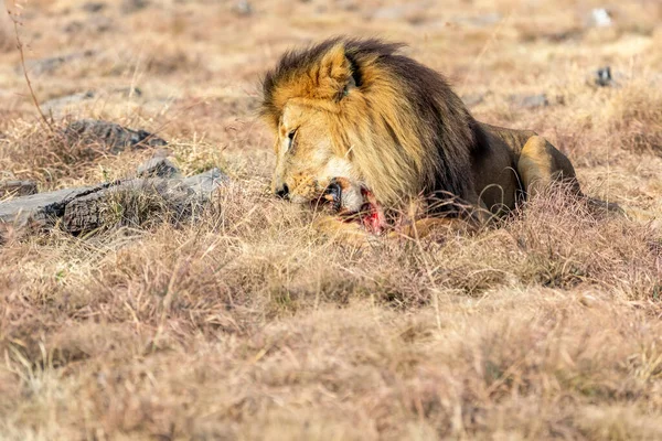 Comer León Masculino Savanna Sudáfrica —  Fotos de Stock