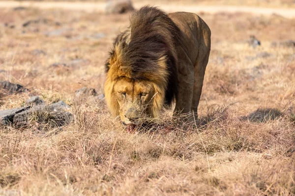 Homme Lion Eating Savane Afrique Sud — Photo