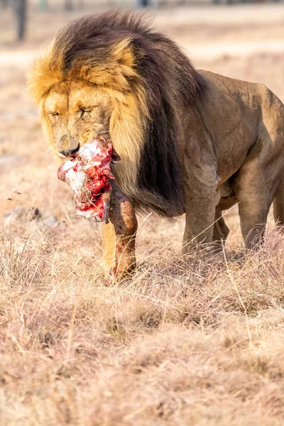 Άνδρας Lion Τρώγοντας Savanna Στη Νότια Αφρική — Φωτογραφία Αρχείου