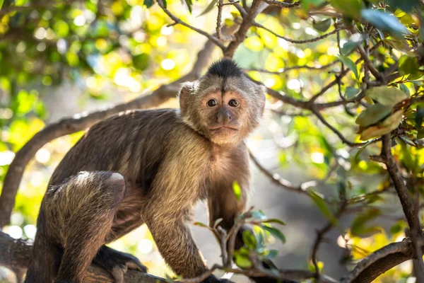 정글의 원숭이 남아프리카 아프리카 스톡 이미지