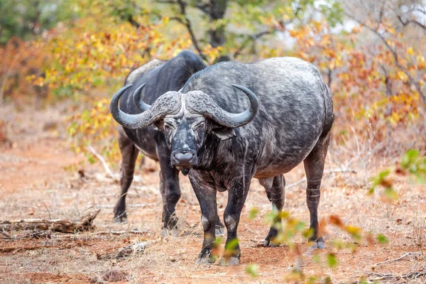 Taureau Buffle Africain Regardant Caméra Afrique Sud Afrique — Photo
