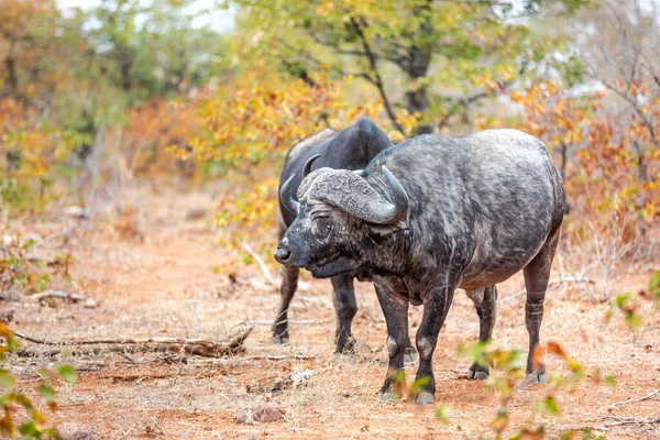 Taureau Buffle Africain Regardant Caméra Afrique Sud Afrique — Photo