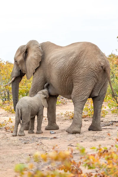 Elefante Madre Bebé Una Naturaleza Sudáfrica África —  Fotos de Stock