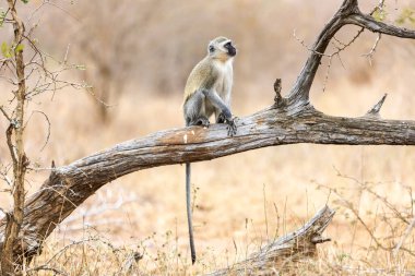 Güney Afrika 'da bir ağaçta oturan Vervet Maymunu (Cercopithecus aethiops). Afrika.