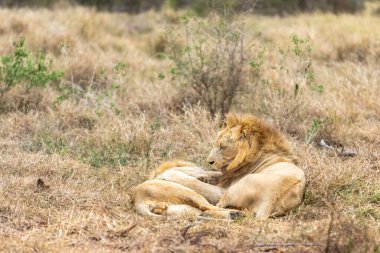 Aslan ve Panthera Leo. Havada aşk kokusu var. Afrika.