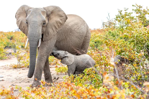 Elephant mother and baby on a nature in South Africa. Africa.