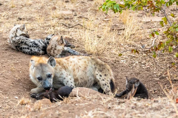 Οικογένεια Hyena Στη Νότια Αφρική Μητέρα Και Babys Ύαινες — Φωτογραφία Αρχείου