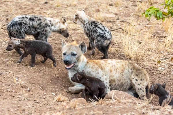 Οικογένεια Hyena Στη Νότια Αφρική Μητέρα Και Babys Ύαινες — Φωτογραφία Αρχείου