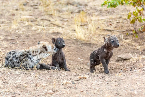 Οικογένεια Hyena Στη Νότια Αφρική Μητέρα Και Babys Ύαινες — Φωτογραφία Αρχείου