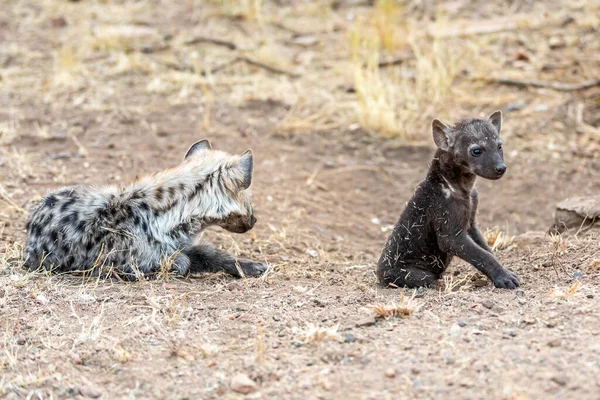 Οικογένεια Hyena Στη Νότια Αφρική Μητέρα Και Babys Ύαινες — Φωτογραφία Αρχείου