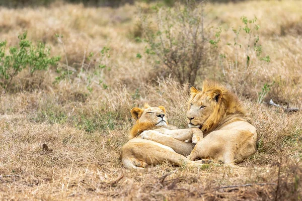 狮子和豹狮子座 爱情就在空气中 — 图库照片