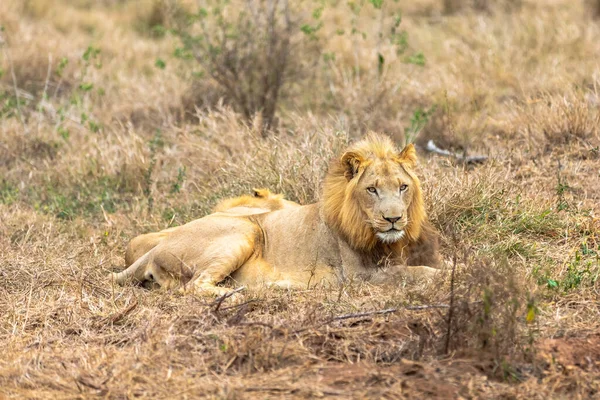 Lion Panthère Léo Amour Est Dans Air Afrique — Photo