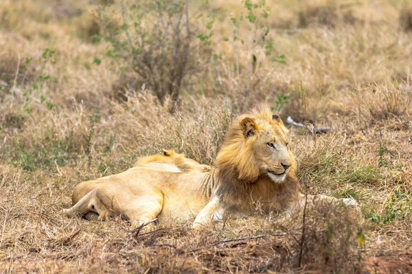 Λιοντάρι Και Πάνθηρα Λέο Αγάπη Είναι Στον Αέρα Αφρική — Φωτογραφία Αρχείου