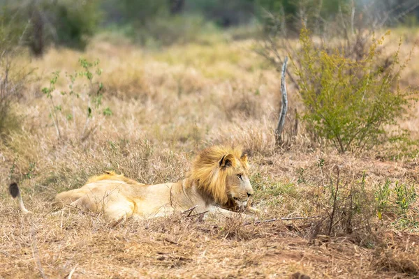 Leeuw Pantera Leo Liefde Hangt Lucht Afrika — Stockfoto