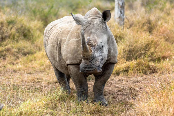 Rinoceronte Branco Rinoceronte Quadrado Maior Espécie Rinoceronte Existente África Sul — Fotografia de Stock