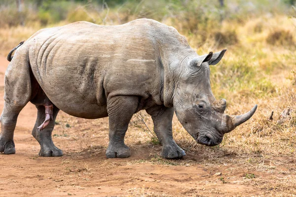 Nosorożec Biały Lub Nosorożec Kwadratowych Wargach Jest Największym Zachowanym Gatunkiem — Zdjęcie stockowe