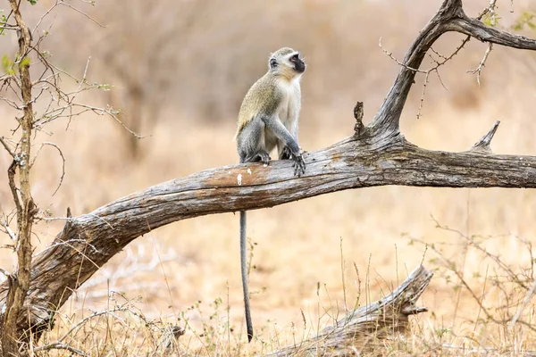 사바나 원숭이 Cercopithecus Aethiops 남아프리카 공화국의 나무에 아프리카 로열티 프리 스톡 이미지
