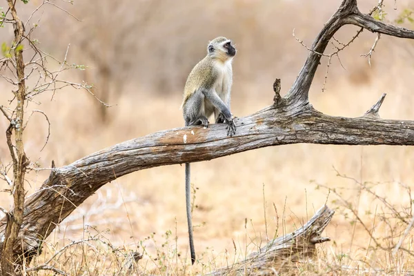 Верветовая Обезьяна Cercopithecus Aethiops Сидящая Дереве Южная Африка Африка Лицензионные Стоковые Изображения