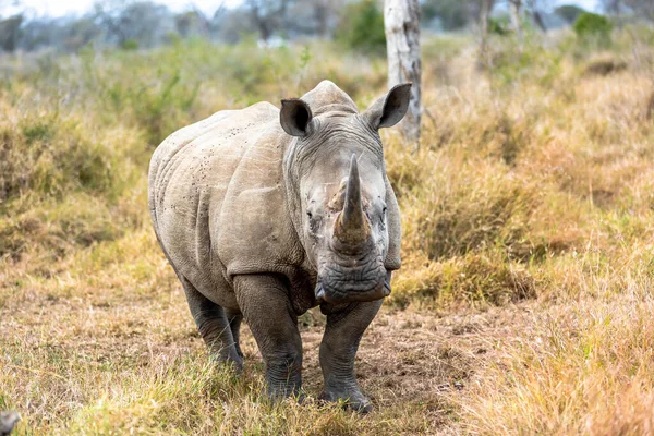 Белый Носорог Квадратные Губы Носорога Является Крупнейшим Сохранившимся Видом Носорогов Стоковое Изображение