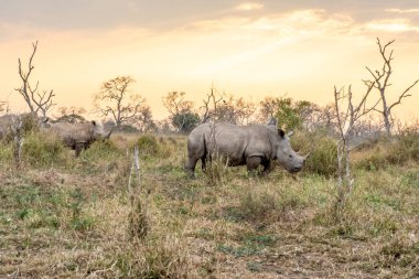 Beyaz gergedan ya da kare dudaklı gergedan en büyük gergedan türüdür. Güney Afrika ve Svaziland