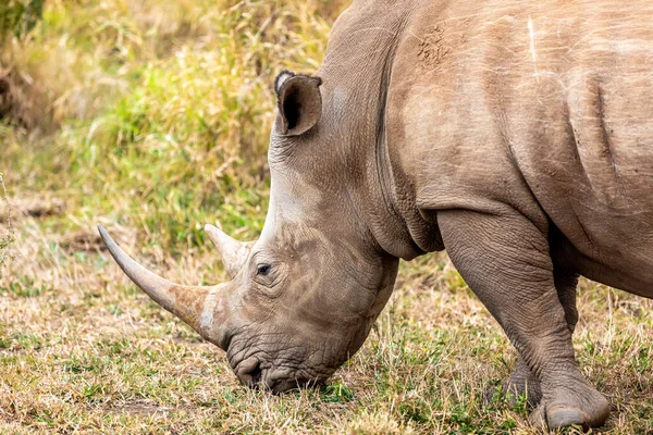 Witte Neushoorn White Rhinoceros Een Neushoorn Uit Familie Neushoorns Neushoorns — Stockfoto