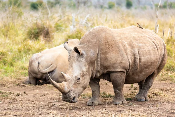 Witte Neushoorn White Rhinoceros Een Neushoorn Uit Familie Neushoorns Neushoorns — Stockfoto