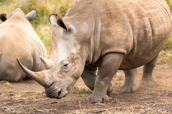 Breitmaulnashorn Oder Vierlippennashorn Ist Die Größte Erhaltene Nashornart Südafrika Und — Stockfoto