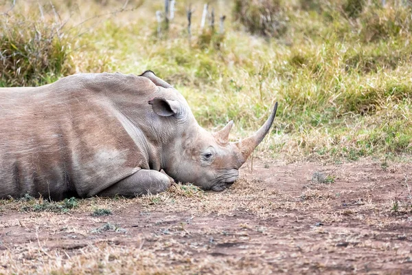 Nosorożec Biały Lub Nosorożec Kwadratowych Wargach Jest Największym Zachowanym Gatunkiem — Zdjęcie stockowe