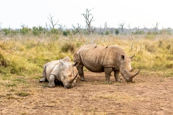 White Rhinoceros Square Lipped Rhinoceros Largest Extant Species Rhinoceros South — Stock Photo, Image