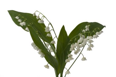 İki uzun yeşil yaprakları ve birkaç küçük çan çiçekleri ile Vadideki Zambak