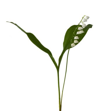 İki uzun yeşil yaprakları ve birkaç küçük çan çiçekleri ile Vadideki Zambak