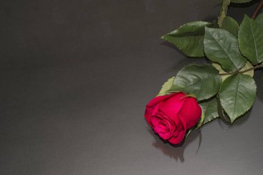 Kırmızı yeşil yaprakları ile koyu arka plan üzerinde Sevgililer günü için gül.