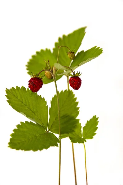 两个成熟的芳香森林草莓在树枝与叶子 — 图库照片