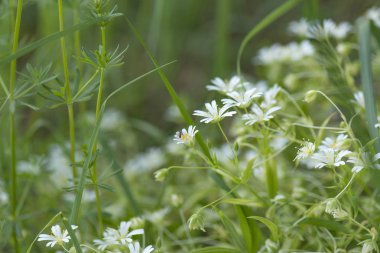 Bir papatya çiçek yeşil çim üzerinde oturan karınca