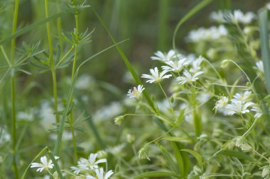 Bir papatya çiçek yeşil çim üzerinde oturan karınca