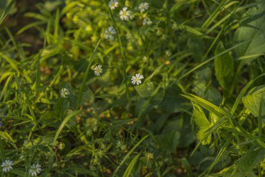 Yeşil çim üzerinde beyaz yaprakları çiçek
