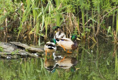 Tüy temizliği için üç iyi beslenen perdeler